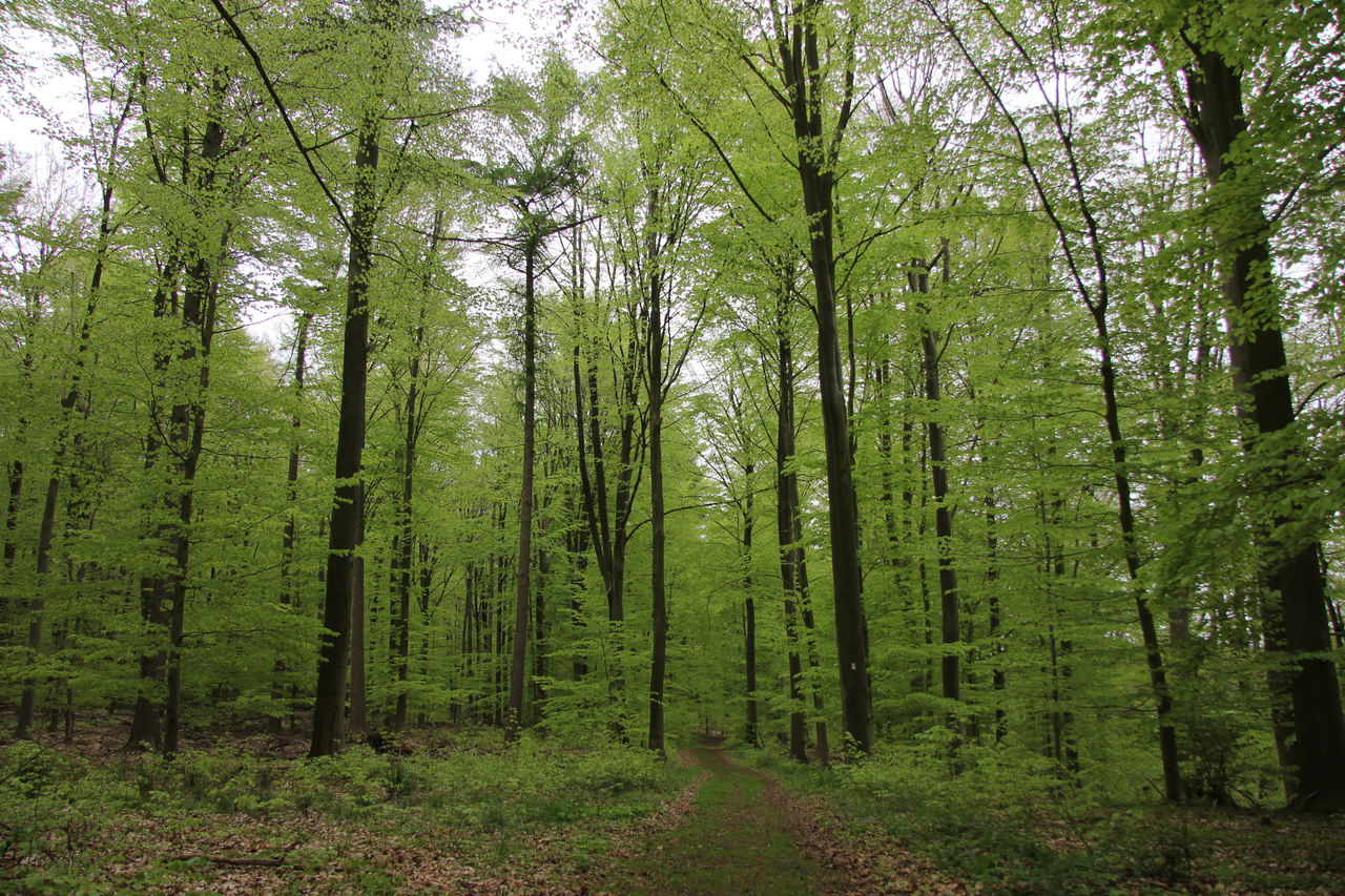 Grün, überall ist es Grün im Wald bei Kuhmühlen. Foto: Nina Baucke