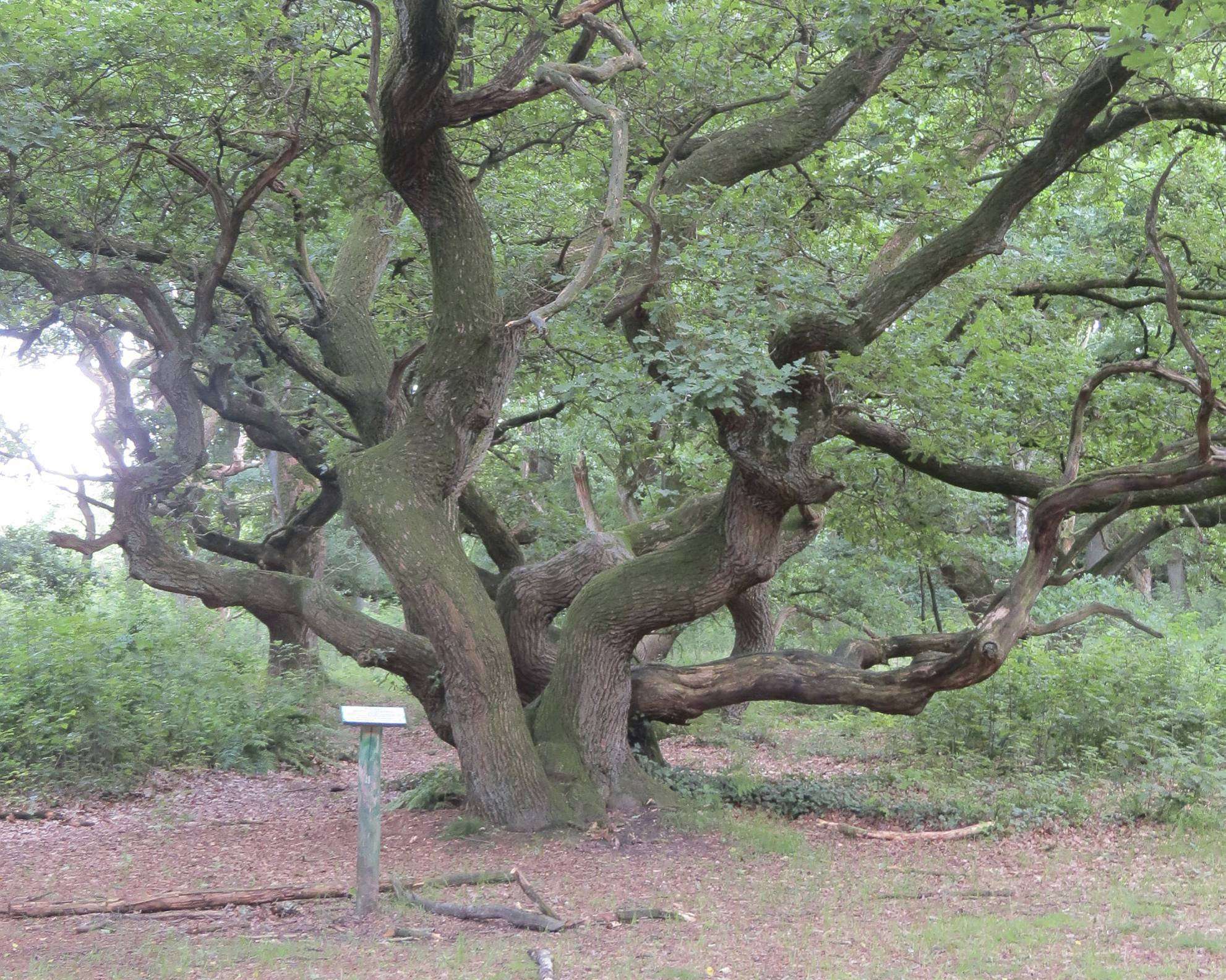 Die Kratteichen werden auch gerne als Fotomotiv, zum Beispiel von frisch Vermählten genutzt u2013 obwohl das Klettern auf den Naturdenkmälern eigentlich nicht erlaubt ist. Foto: Elke Keppler-Rosenau