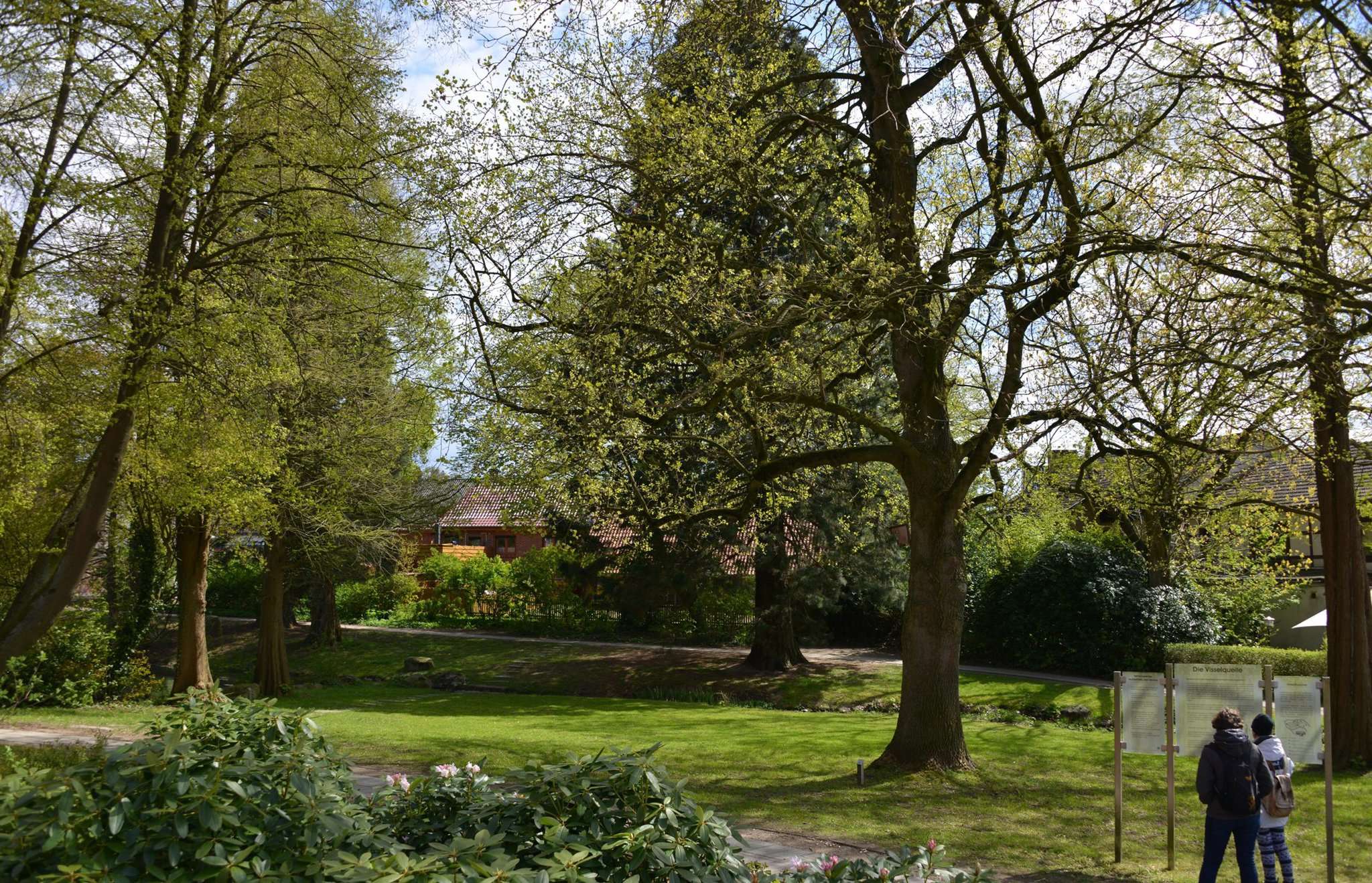 Die Urweltbäume, 1960 an der Visselquelle in Visselhövede gepflanzt, sind Blickfänger in dem kleinen Park. Foto: Joachim Looks