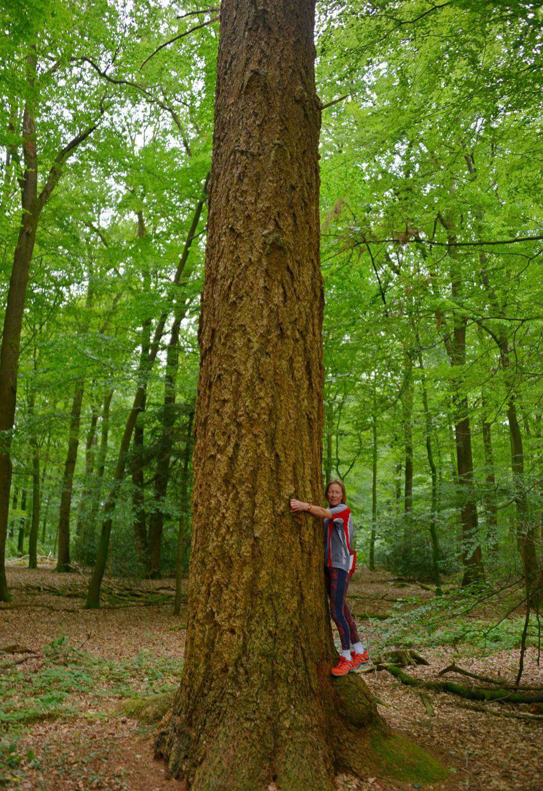 Diese Douglasie im Höpen bei Westertimke ist 125 Jahre alt und 34 Meter hoch. Foto: Joachim Looks
