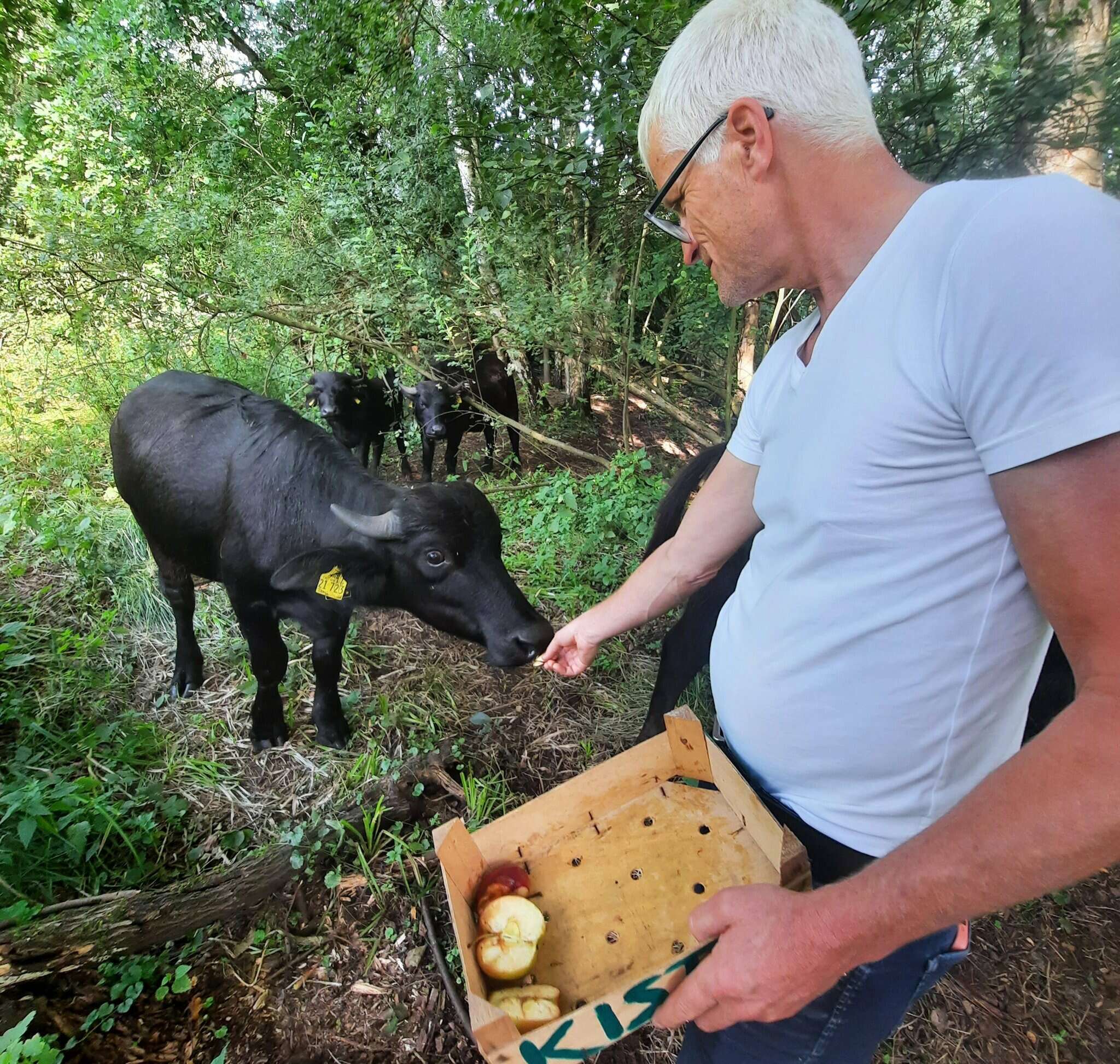 Der jüngste Wasserbüffel ist der mutigste: Das Weibchen futtert schon das erste Apfelstück aus der Hand von Stefan Bruns, während die etwas älteren Artgenossen noch zuschauen. Bruns kann die Tiere mittlerweile auf den ersten Blick auseinanderhalten.