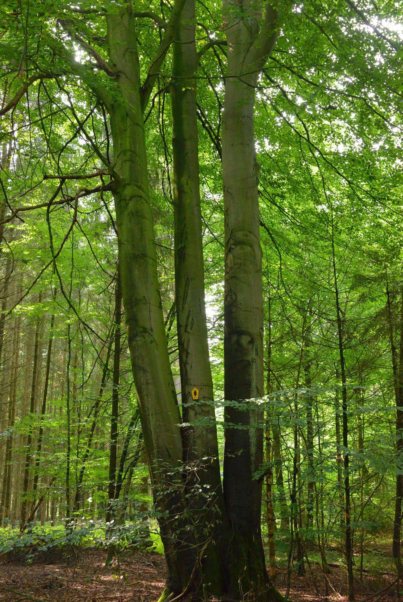 Die Drillingsbuche im Scheeßeler Holz ist ein geschütztes Naturdenkmal. Foto: Joachim Looks