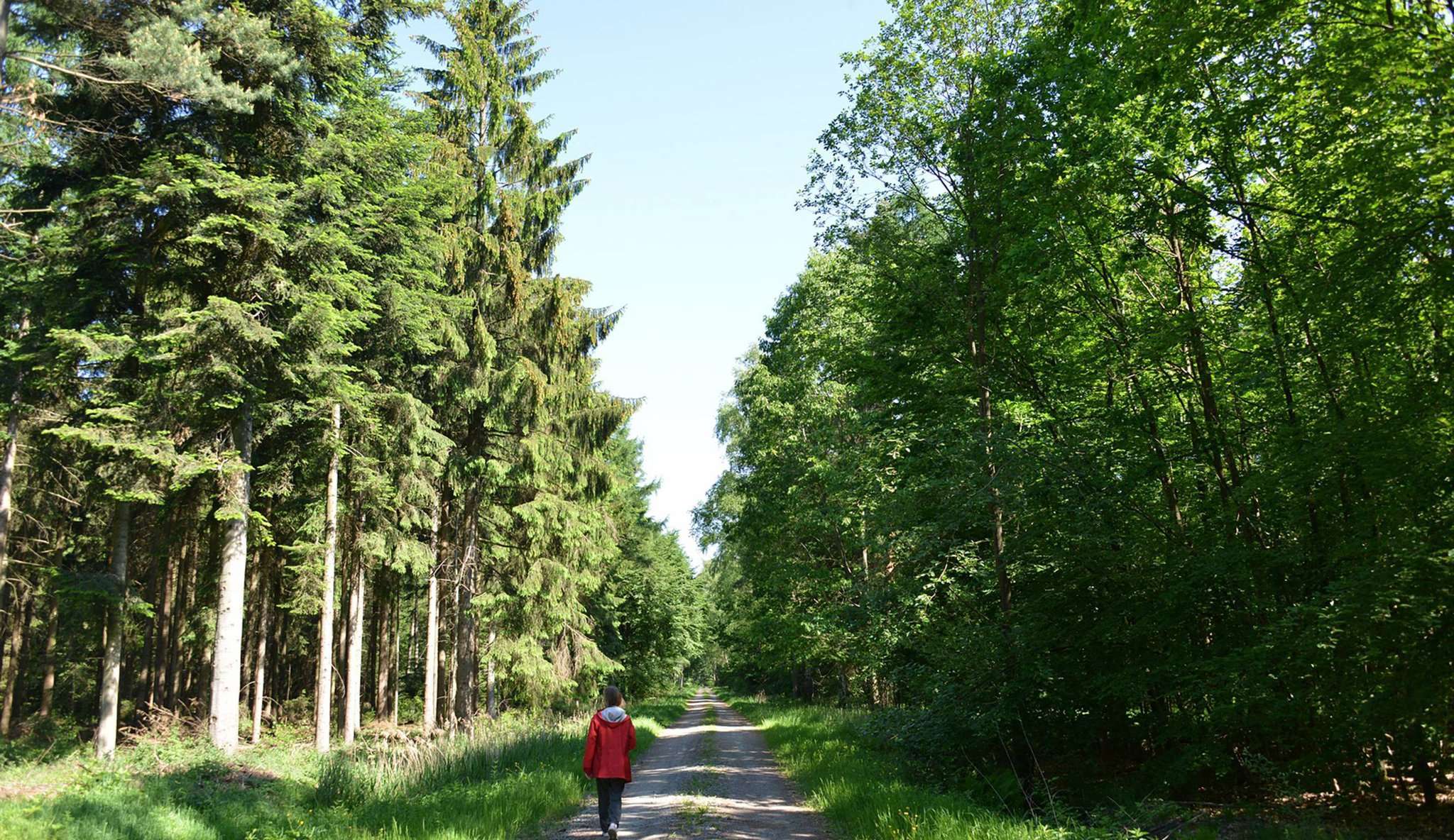 Wald im Umbruch: der Thörenwald. Foto: Joachim Looks