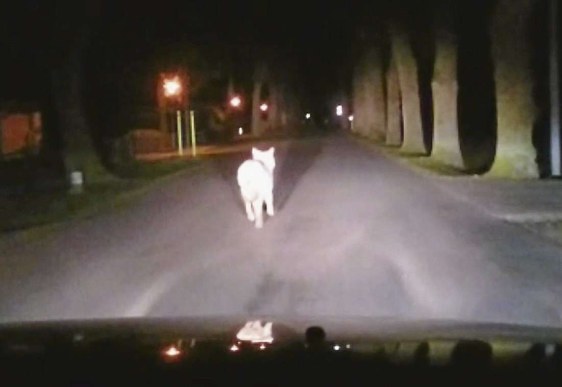 Eine Momentaufnahme aus dem Video, das bei der Autofahrt Rosenbrocks entsteht. Mit hoher Wahrscheinlichkeit, so Cassier, handelt es sich bei dem Vierbeiner im Scheinwerferlicht um einen Wolf.