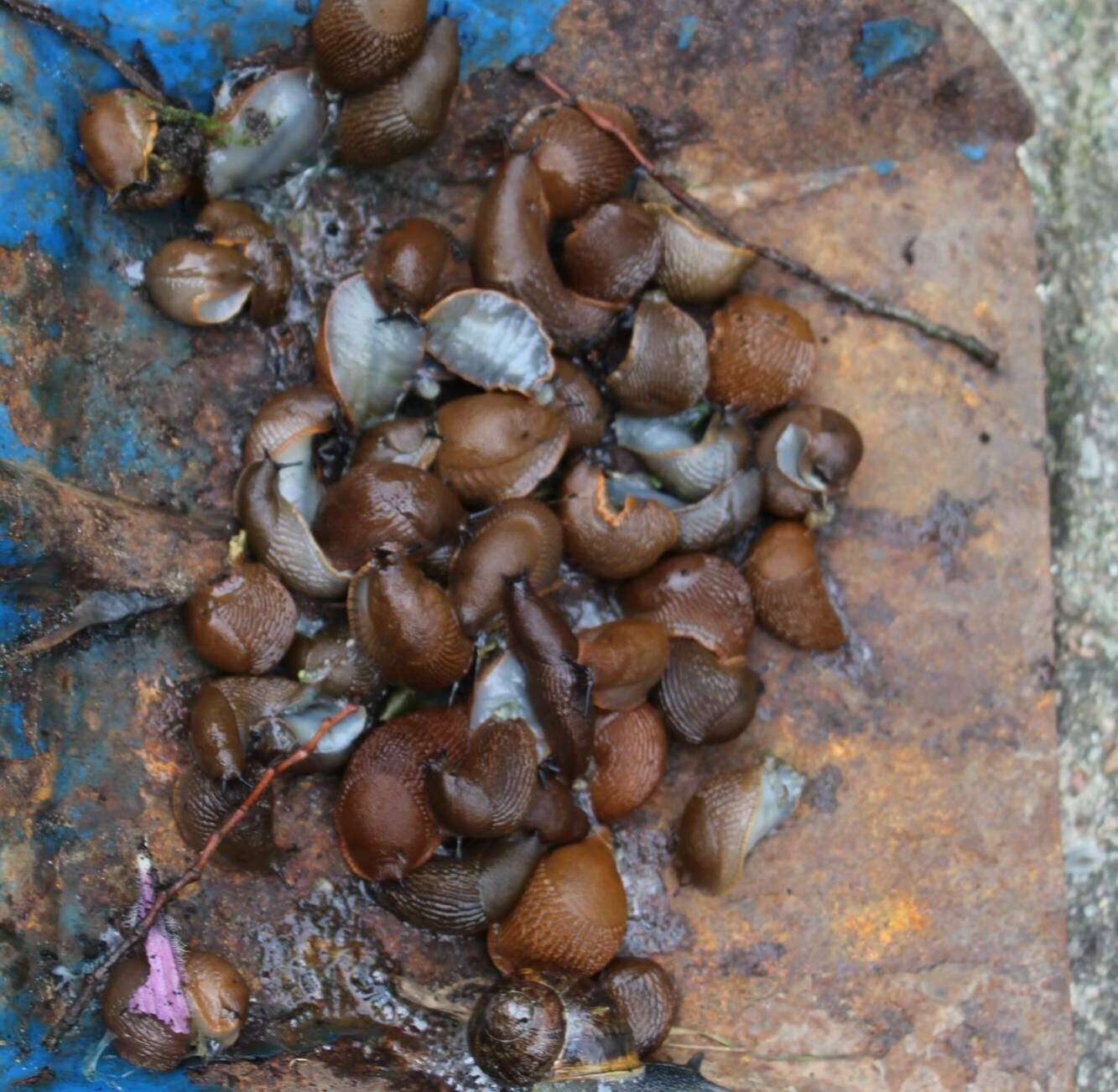 Nacktschneckenplage in den Gärten, ein echtes Ärgernis.