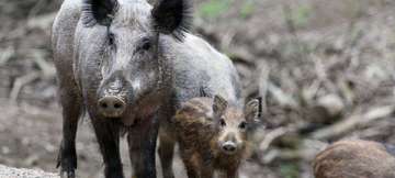 Landkreis wappnet sich gegen die Schweinepest