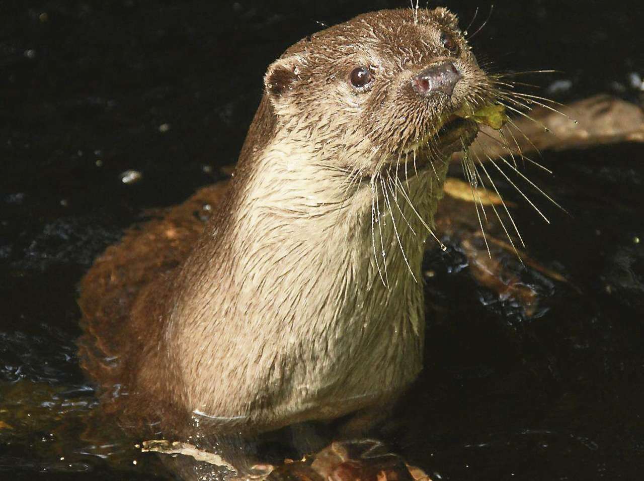 Die Situation des Fischotters ist Gegenstand eines Vortrages am 17. November in Buthmanns Hof, Fischerhude.