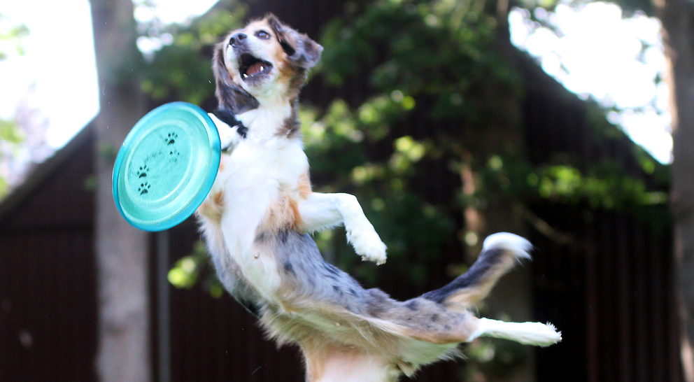 Beagle-Shephard-Mix Lara spielt Frisbee.