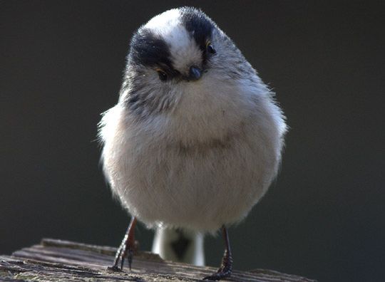 Stunde Der Wintervogel