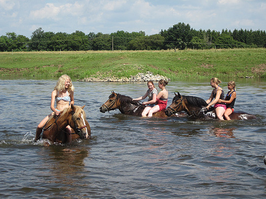 Schwimmen Mit Pferd Niedersachsen