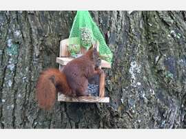 Ungebetener Gast Eichhörnchen erobert VogelFutterstellen