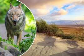 Wolf besucht Norderney  doch andere Tiere sind ein viel größeres Problem für die NordseeInsel