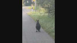 Anwohner im Landkreis Cuxhaven bemerken entlaufenes Känguru  Video zeigt Tier an Straße