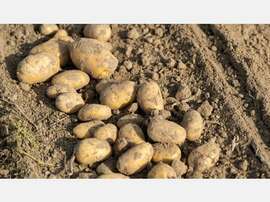 Feuchtwarmes Wetter macht Kartoffelbauern Sorge