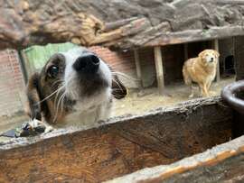 75 Hunde fünf Katzen zwei Sittiche Tierhalterin überfordert  dann rückt das Amt an