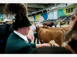 Wegen Tierseuche Agrarbranche vor Grüner Woche unter Druck